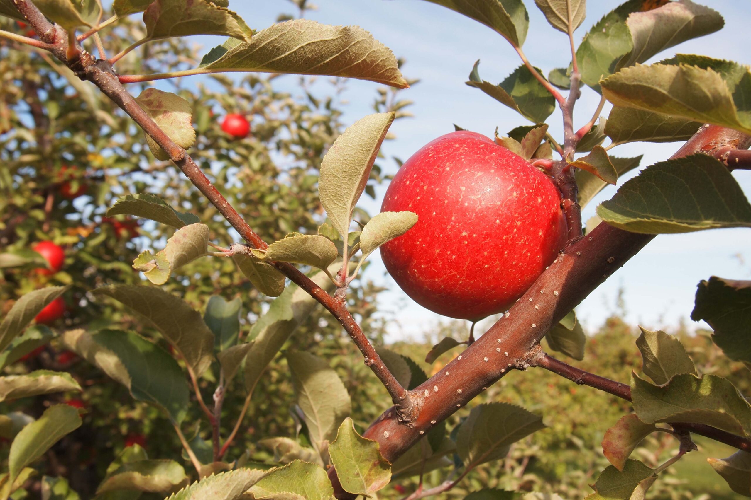 Az alma minősége és a terepi mérések kapcsolata QST szemüveggel