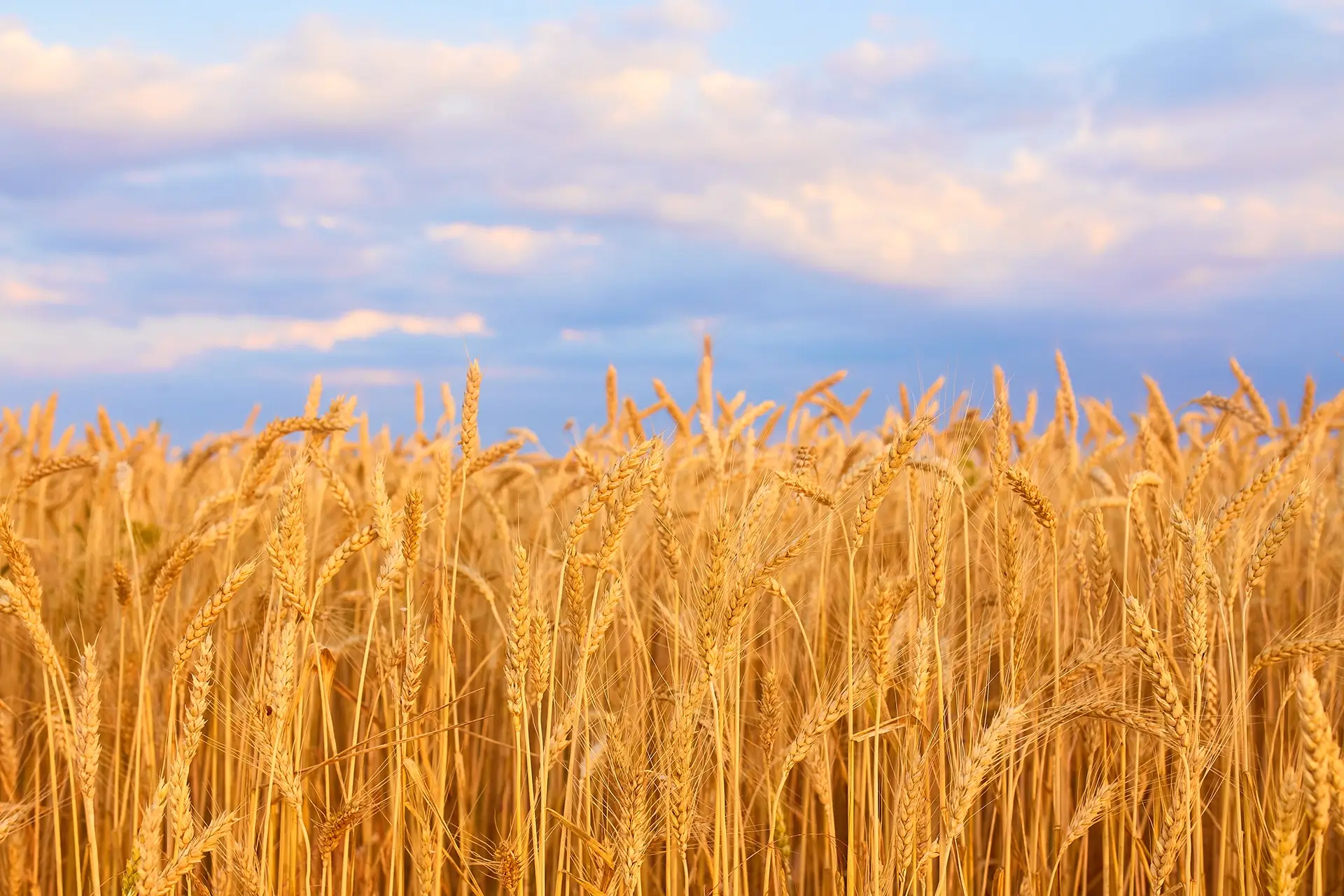 A változó körülményekhez való alkalmazkodás nélkül sötét jövő vár a magyar agráriumra