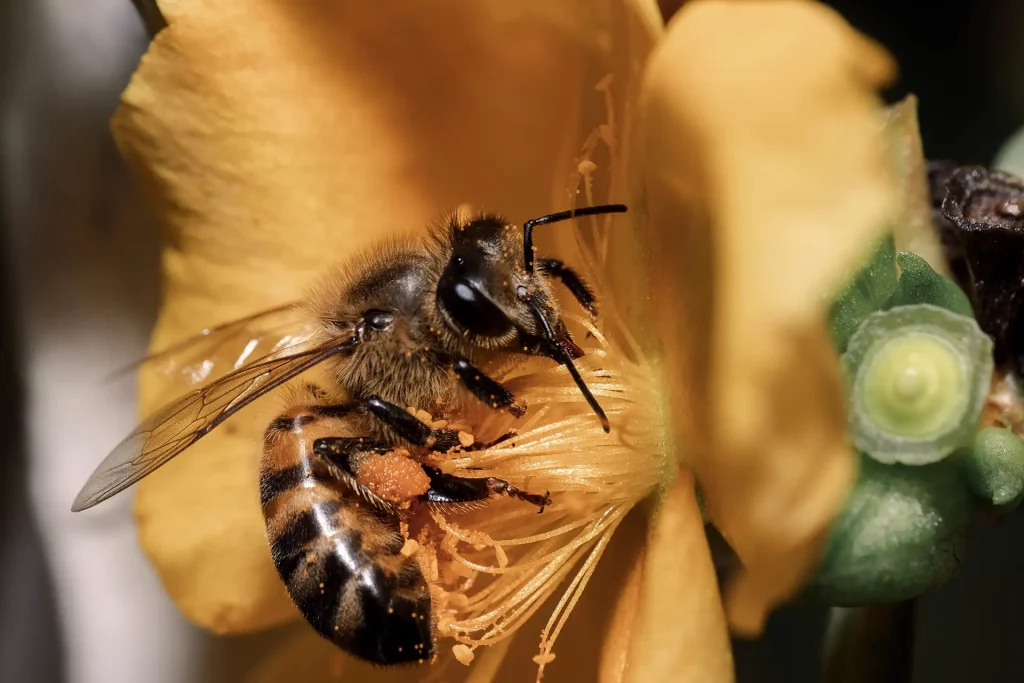 closeup shot honey bee sitting flower