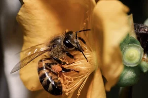 closeup shot honey bee sitting flower