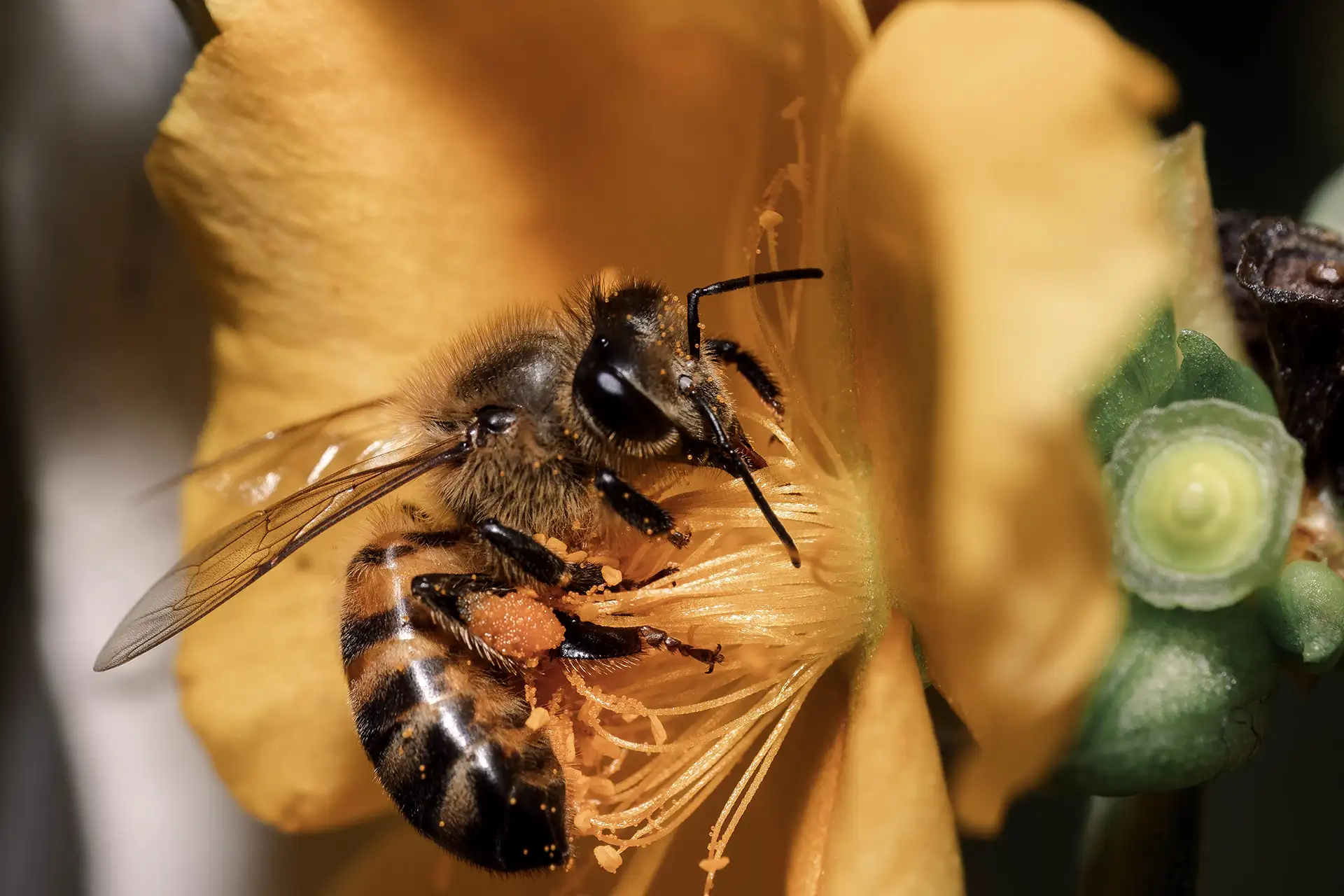 Ősszel sem pihennek a kaptár lakói: így segíthetjük a beporzókat
