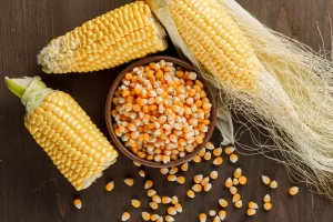 mikotoxinnal szennyezett kukorica hasznosítására találtak megoldást a mate kutatói