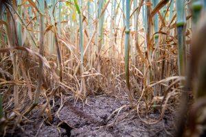 khw80 wheat stalks 6533026