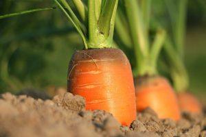 klimkin carrot 1565597