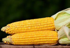 ulleo corn 2691456